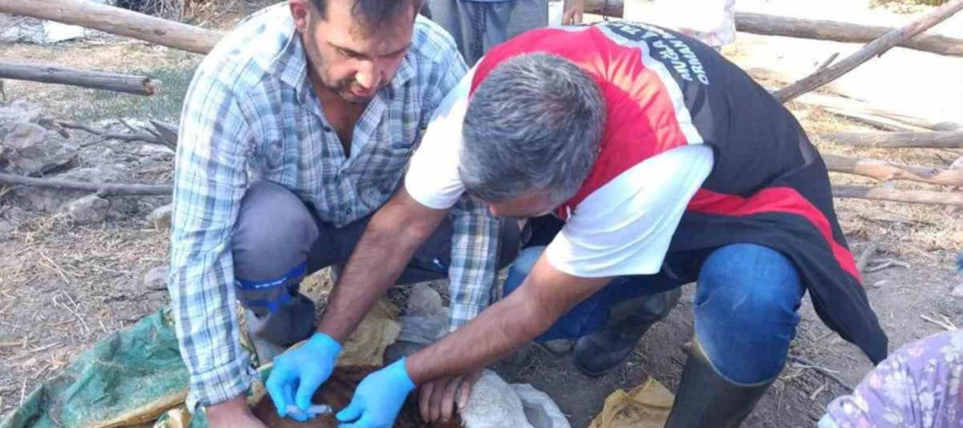 Muğla'da buzağı kayıplarına karşı seferberlik: İlk 24 saat kritik