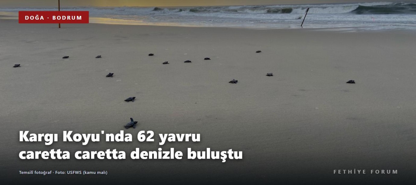 Bodrum Kargı Koyu'nda bir yuvadan 62 yavru caretta caretta denizle buluştu