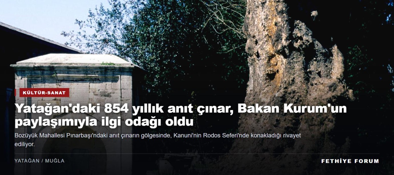 Yatağan'daki 854 yıllık anıt çınar, Bakan Kurum'un paylaşımıyla ilgi odağı oldu