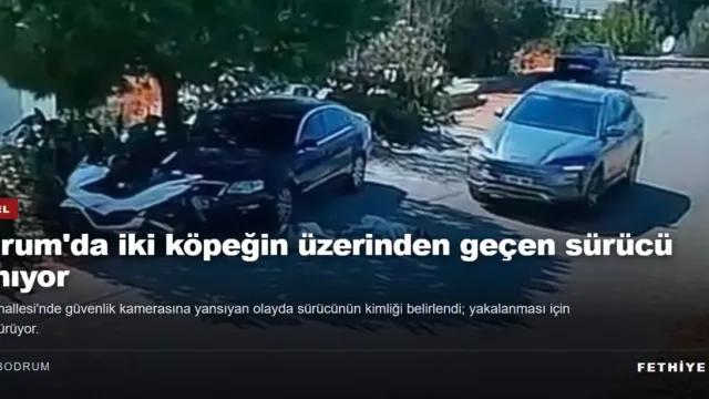 Bodrum'da iki köpeğin üzerinden geçen sürücü aranıyor