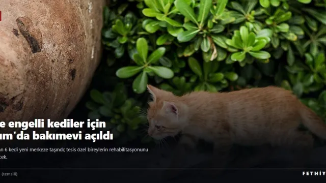 Bodrum'da görme engelli kediler için bakımevi açıldı