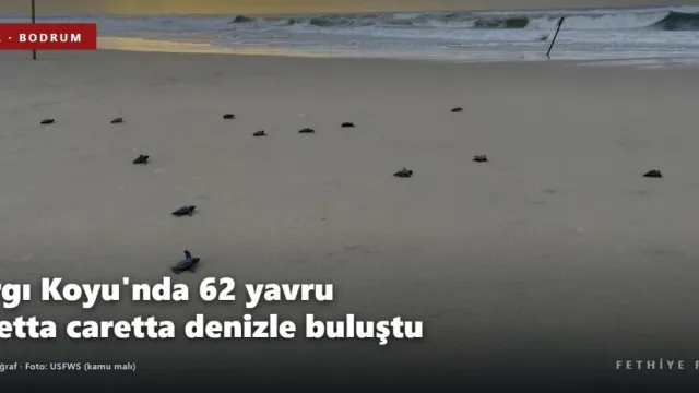Bodrum Kargı Koyu'nda bir yuvadan 62 yavru caretta caretta denizle buluştu