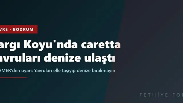 Bodrum Kargı Koyu'nda caretta yavruları denize ulaştı: DEKAMER'den 'elle taşımayın' uyarısı