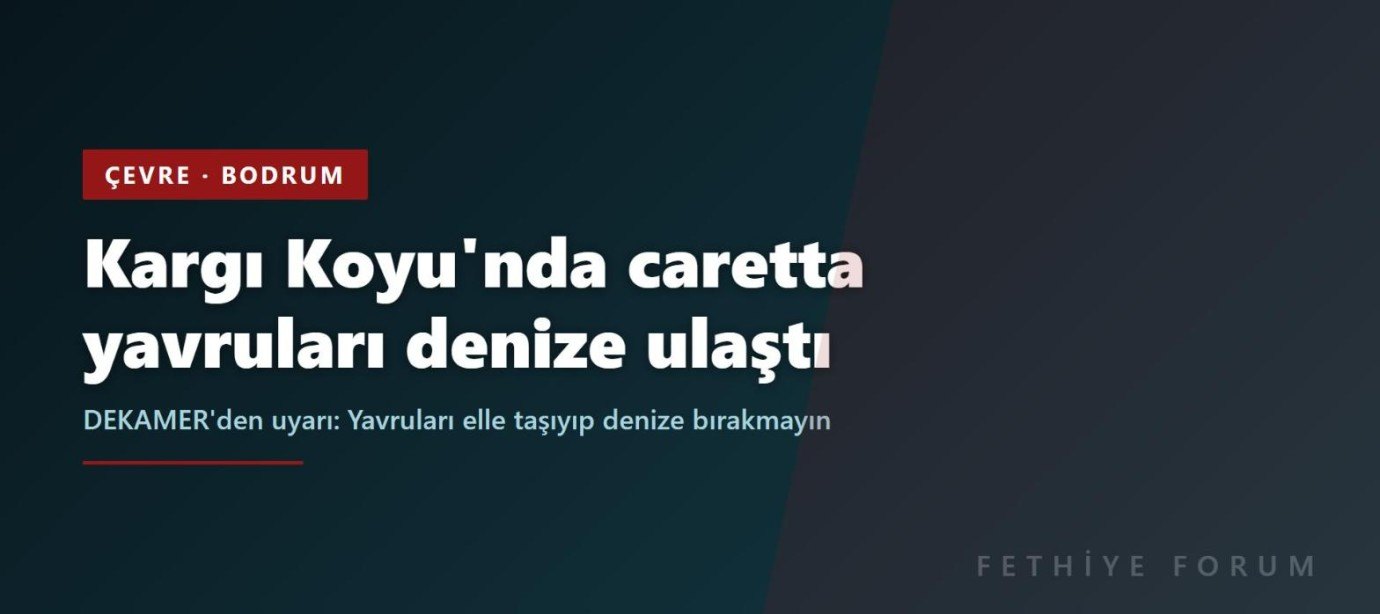 Bodrum Kargı Koyu'nda caretta yavruları denize ulaştı: DEKAMER'den 'elle taşımayın' uyarısı