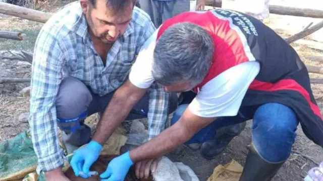 Muğla'da buzağı kayıplarına karşı seferberlik: İlk 24 saat kritik