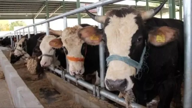MUĞLA’DA ŞAP HASTALIĞI NEDENİYLE 11 MAHALLE KARANTİNAYA ALINDI