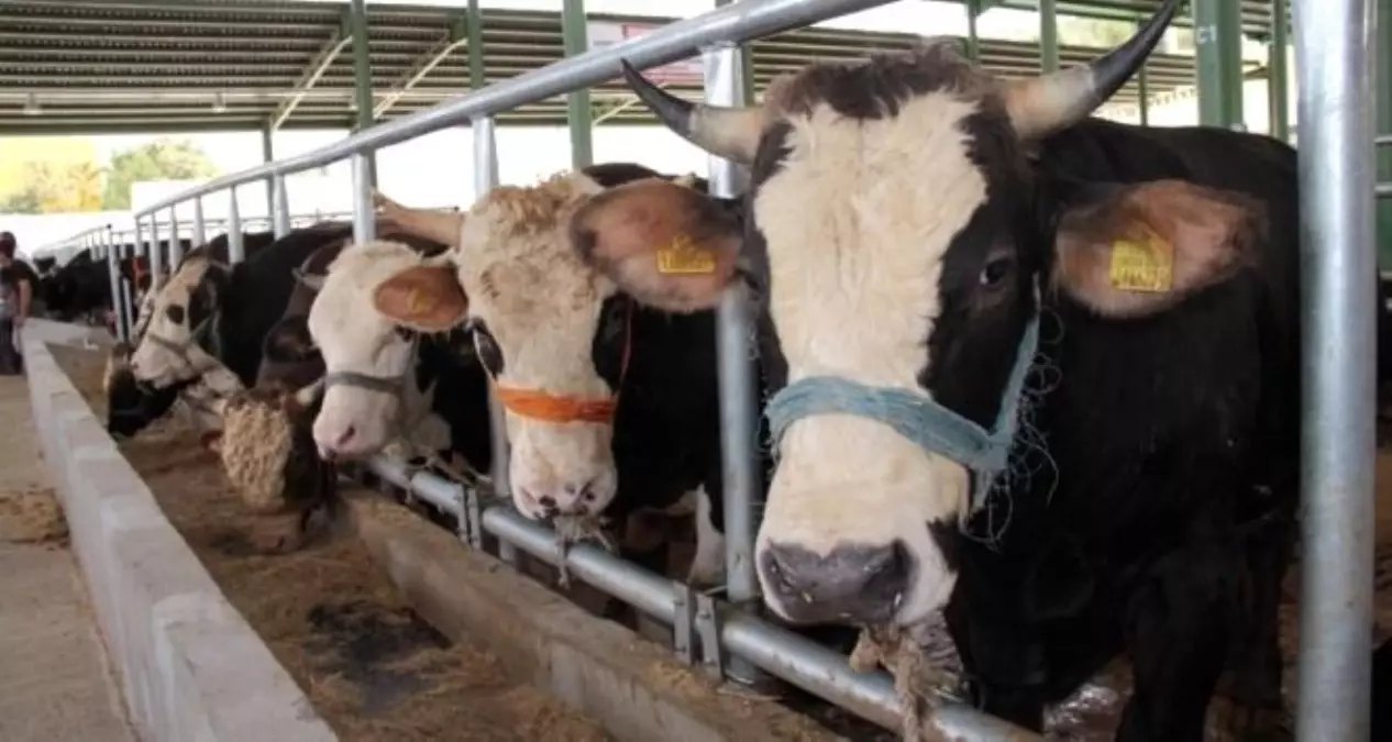 MUĞLA’DA ŞAP HASTALIĞI NEDENİYLE 11 MAHALLE KARANTİNAYA ALINDI