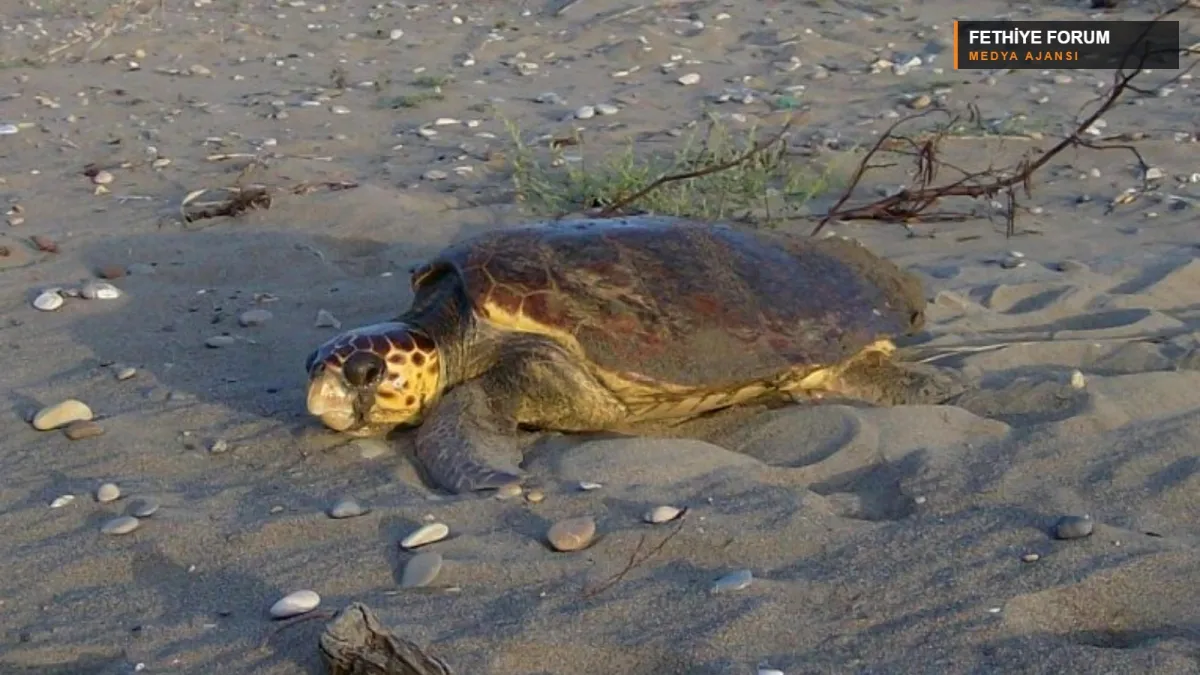 İztuzu Sahili’nde kumsalda caretta caretta