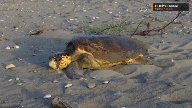 İztuzu Sahili’nde kumsalda caretta caretta