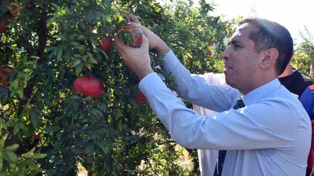 Ortaca Kaymakamı Kenan Aktaş Dalyan’daki bahçede nar topluyor