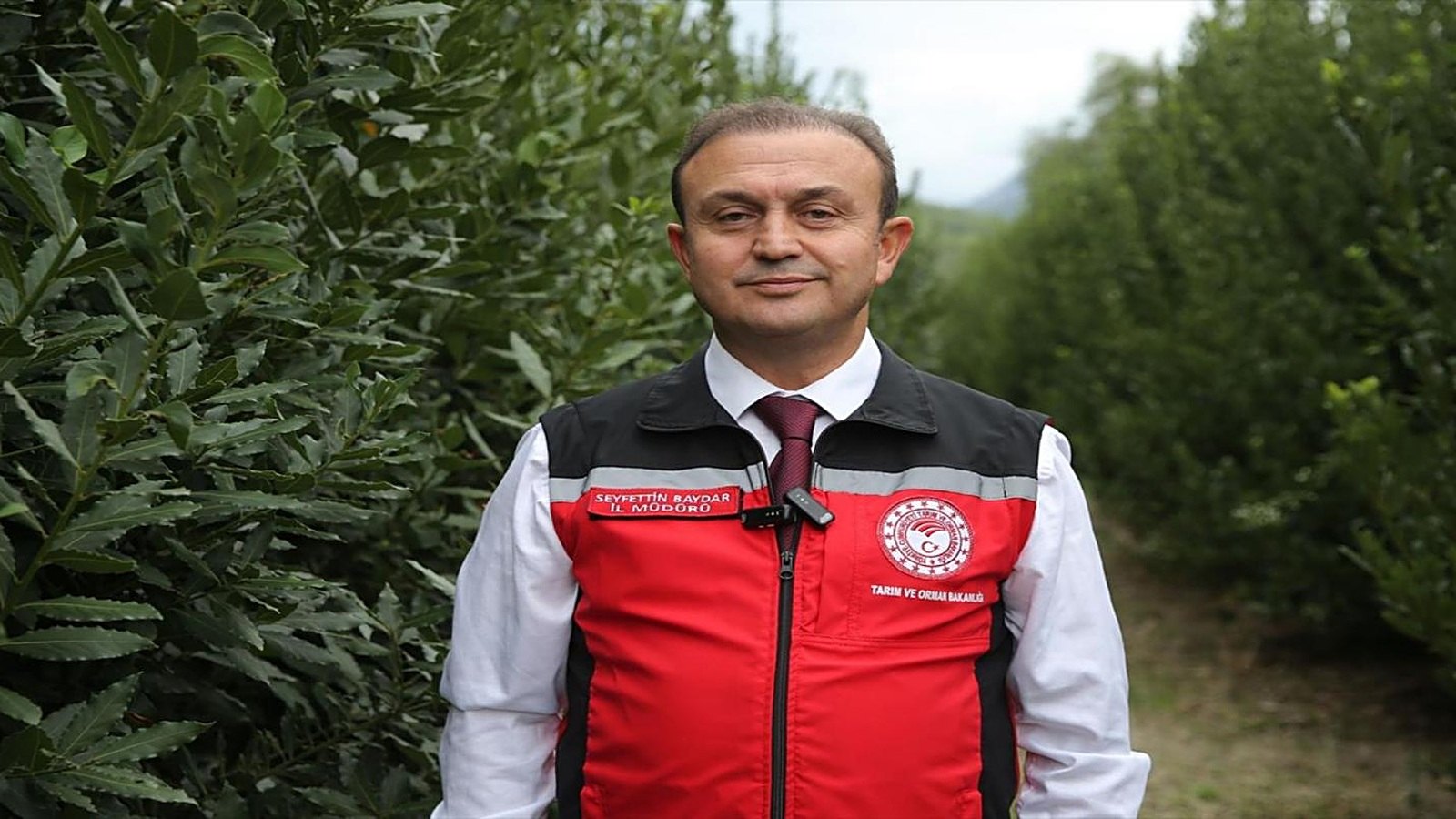 Muğla İl Tarım ve Orman Müdürü Seyfettin Baydar defne bahçesinde poz veriyor