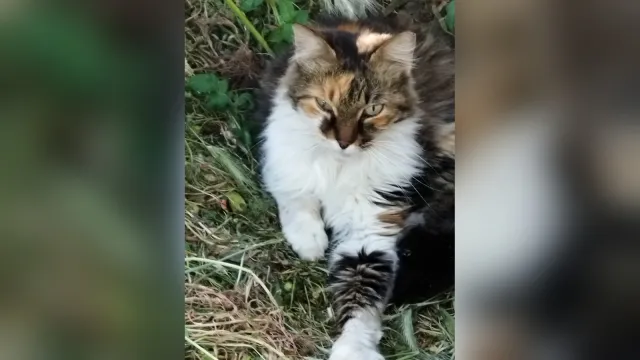 Çimenlerin üzerinde uzanan uzun tüylü, üç renkli dişi kedi