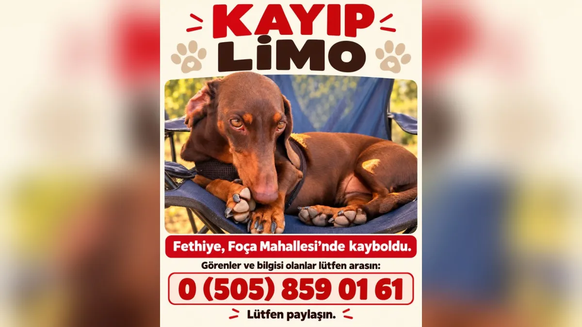 Fethiye Foça Mahallesi'nde kaybolan köpek Limo