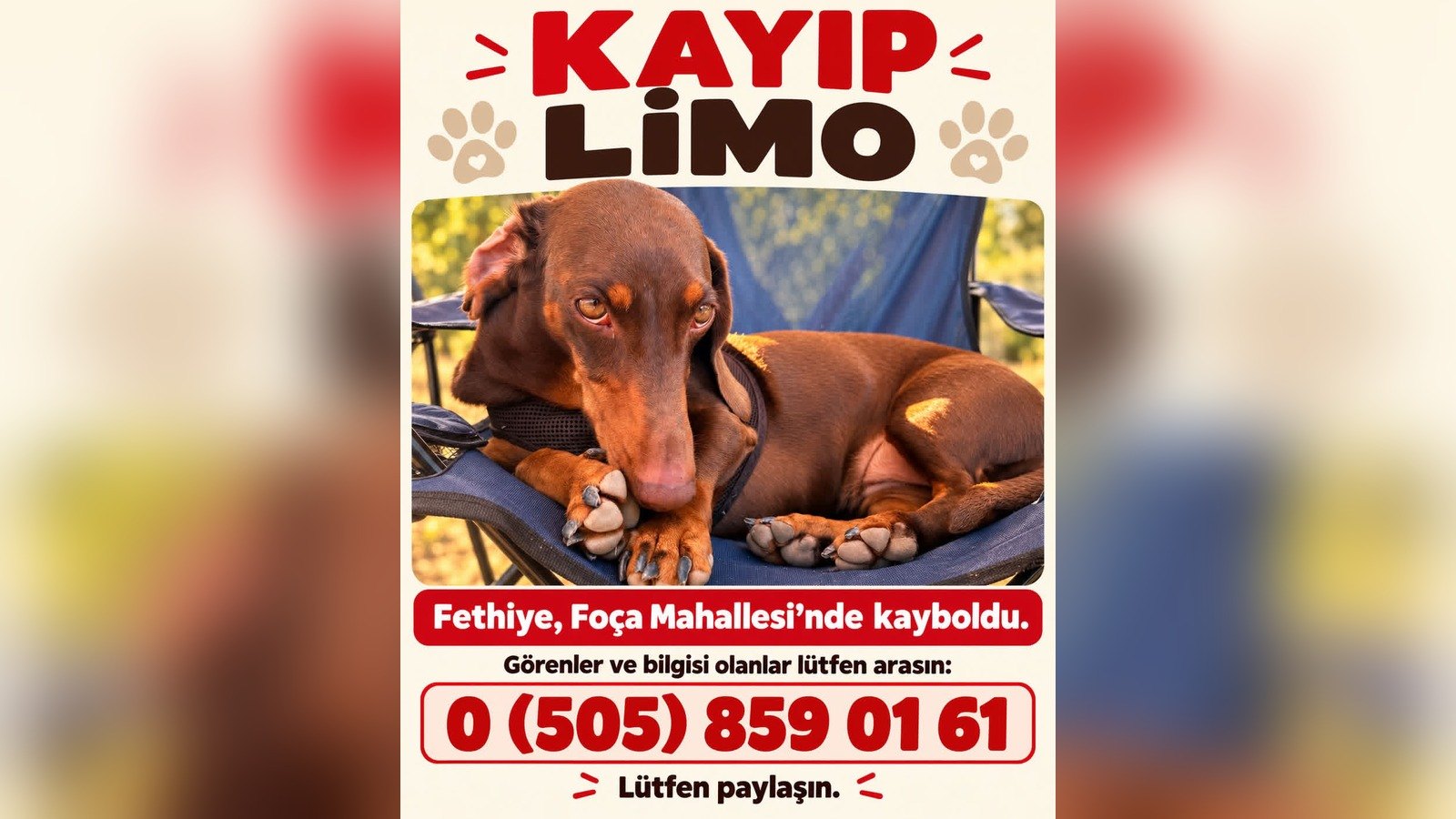Fethiye Foça Mahallesi'nde kaybolan köpek Limo