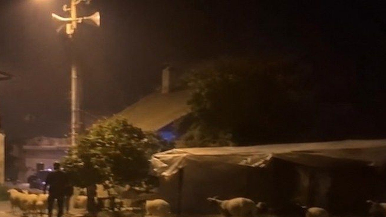 Seydikemer Kumluova'da taşkın sırasında hayvanlar