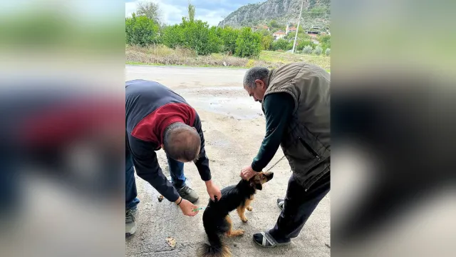 Köpeğe kuduz aşısı uygulayan görevli