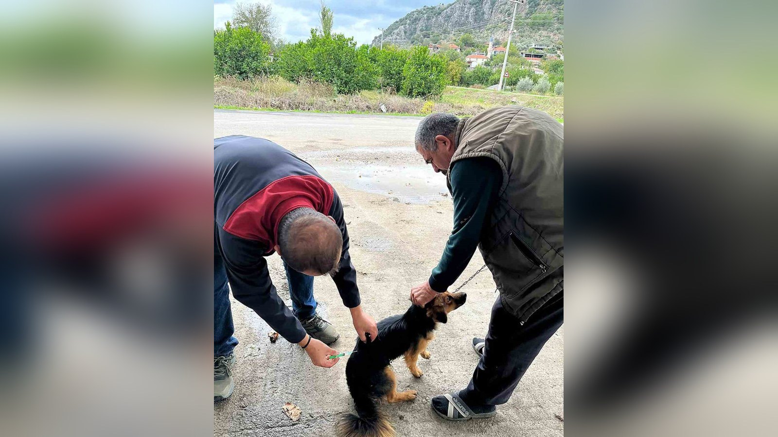 Köpeğe kuduz aşısı uygulayan görevli