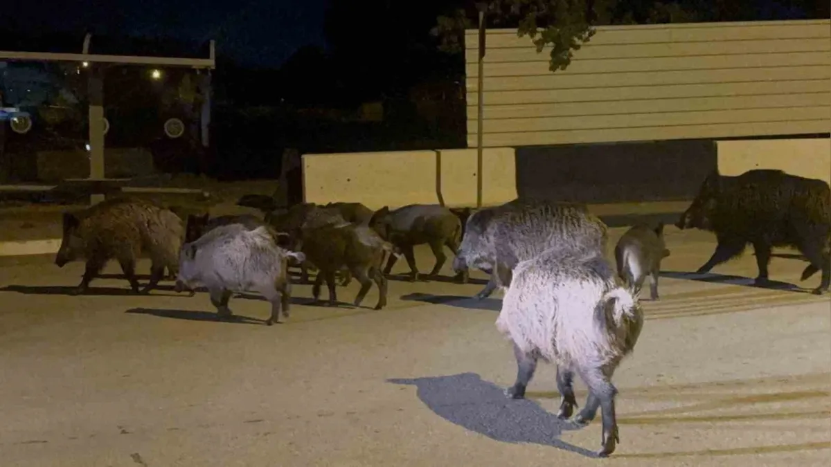 Bitez'de yerleşim alanına inen yaban domuzları